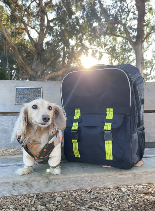 INTRODUCING OUR JANUARY ROVERLUND PAL, @WATSONTHEDOX