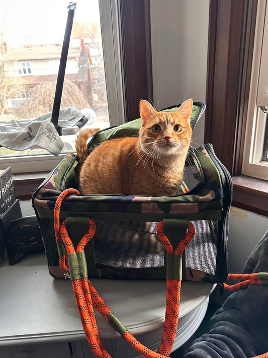 INTRODUCING OUR AUGUST ROVERLUND PAL, CHEDDAR @CHEDDAR.C.CAT