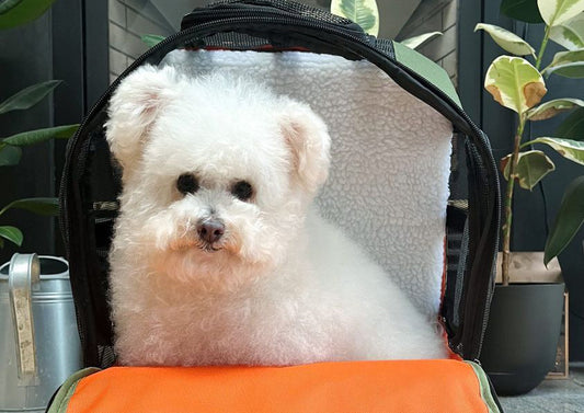 INTRODUCING OUR APRIL ROVERLUND PAL, MOLLY @GOOSE.MCWIGGLES