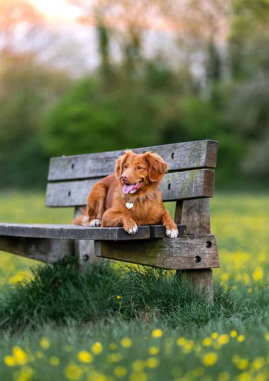 BEST DOG PARKS IN AMERICA TRAVEL GUIDE
