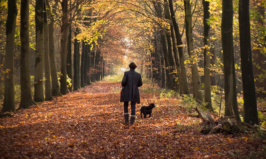 THANKSGIVING PET TRAVEL TIPS