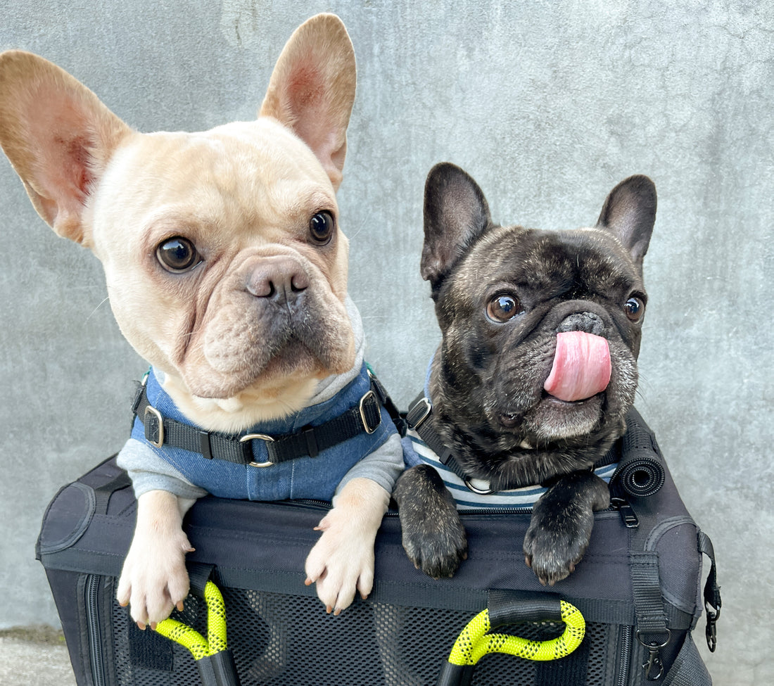 INTRODUCING OUR MARCH ROVERLUND PALS, RUPERT AND THEODORE @THEFRENCHIERUPERT