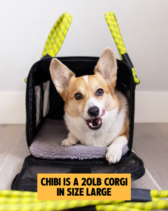 Airline Compliant Pet Carrier Sizing Guide & The Perfect Fit