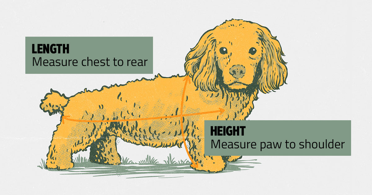 Pet sizing measurement diagram