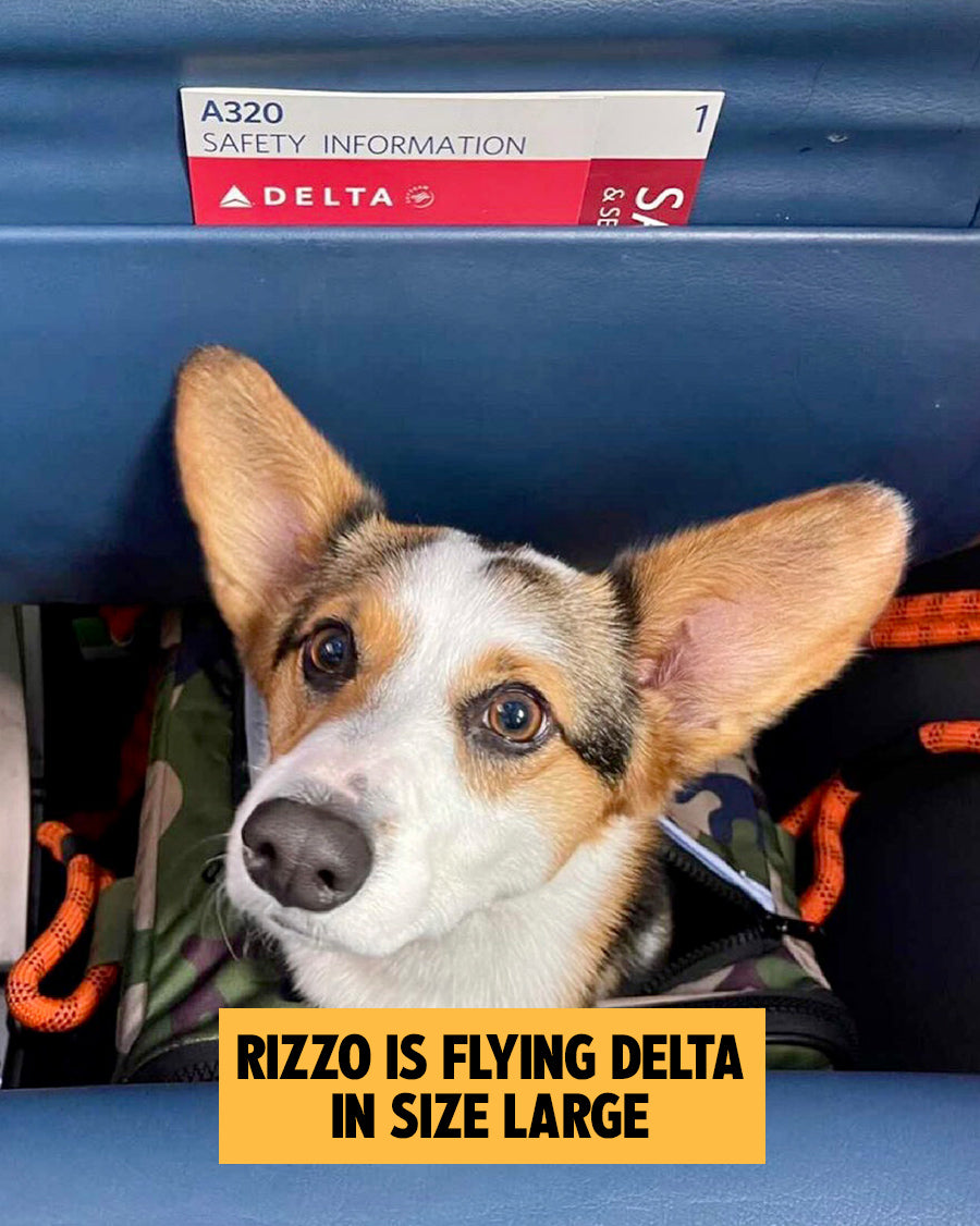 Uber Launches Uber Pet Policy Hot Taking A Dog In An Uber Deals