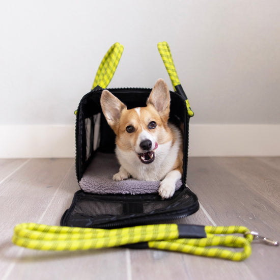 Airline Compliant Pet Carrier Roverlund Training Tips Corgi 1