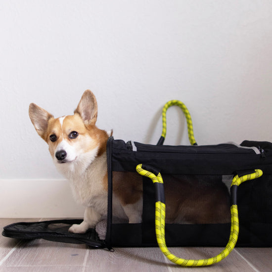 Airline Compliant Pet Carrier Roverlund Training Tips Corgi 2