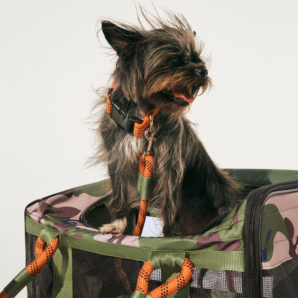 Airline-Compliant Pet Carrier for Dogs & Cats – ROVERLUND