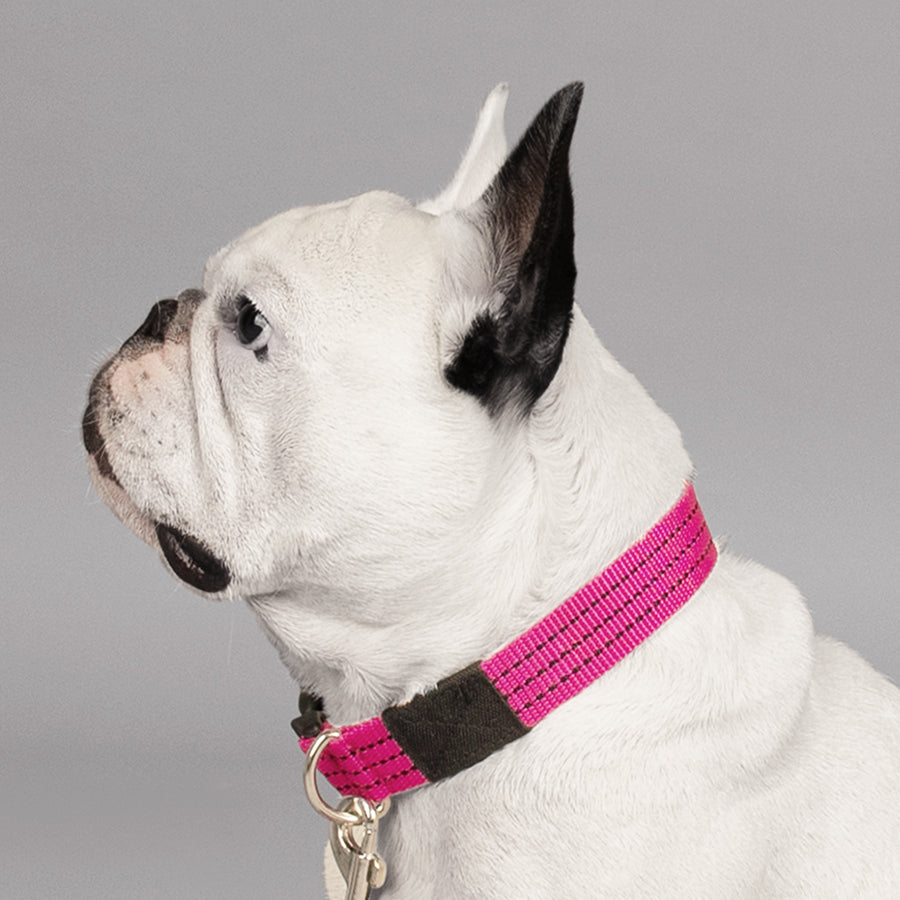 leader-of-the-pack-dog-collar