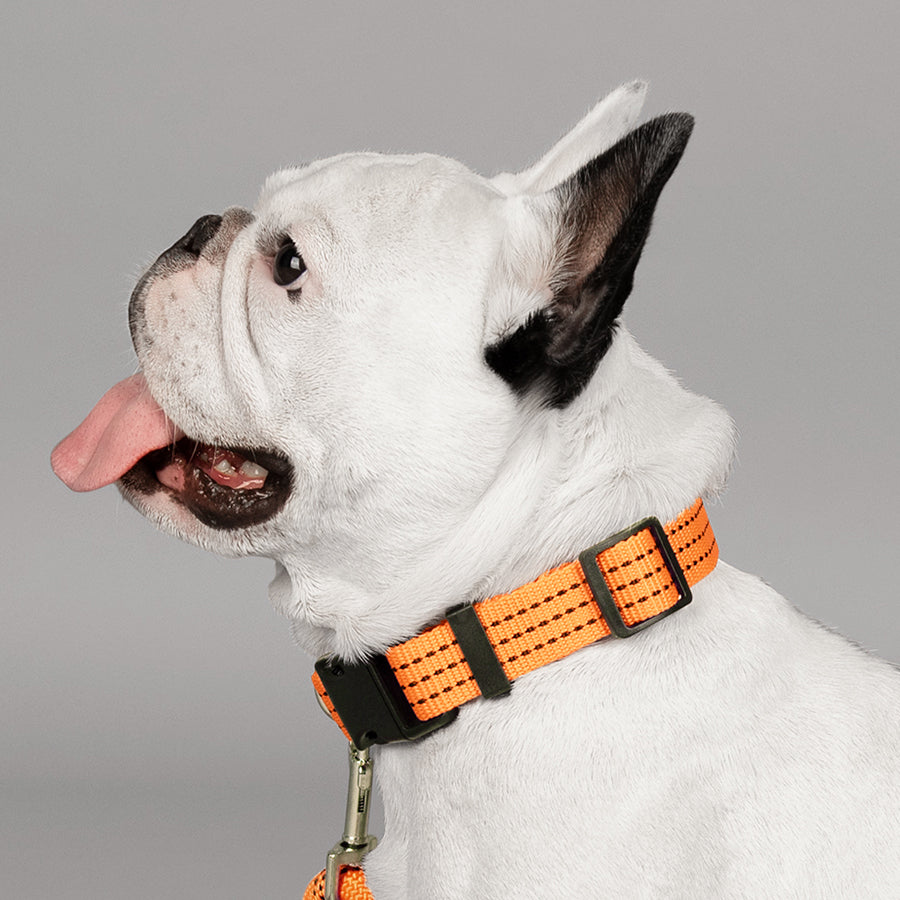 leader-of-the-pack-dog-collar